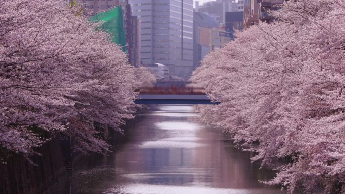 东京目黑河沿岸樱花盛开