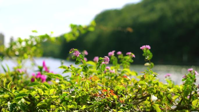 湖边的花草