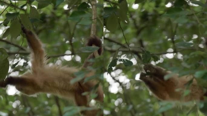 卷尾猴挂在树枝上调查树叶