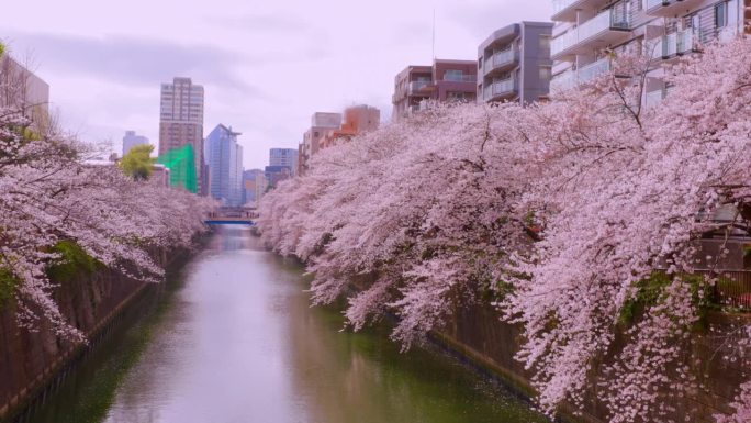 东京目黑河沿岸樱花盛开