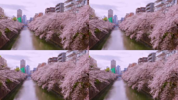 东京目黑河沿岸樱花盛开