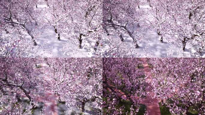 三维动画模拟桃花盛开冰雪融化特效
