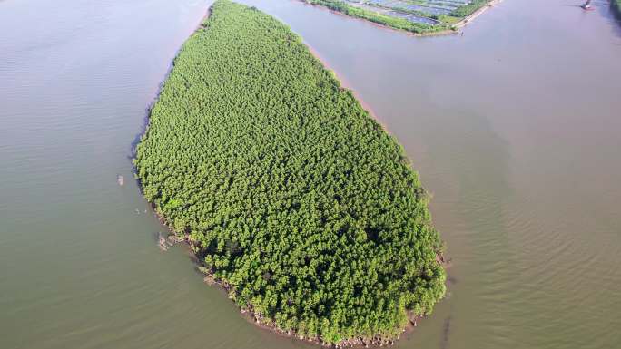 广东珠海斗门水松林自然保护区航拍