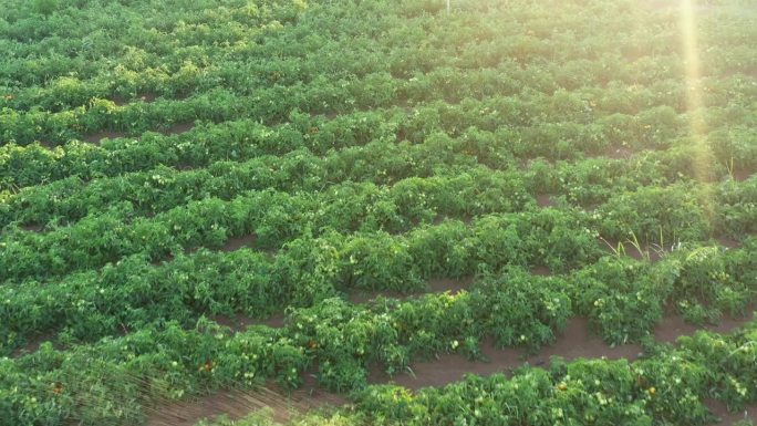 无人机拍摄的灌溉西红柿田的画面