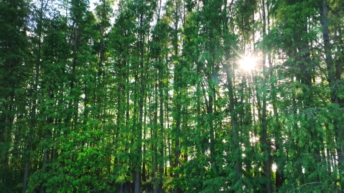 4k阳光下的森林唯美阳光森林树叶逆光水杉