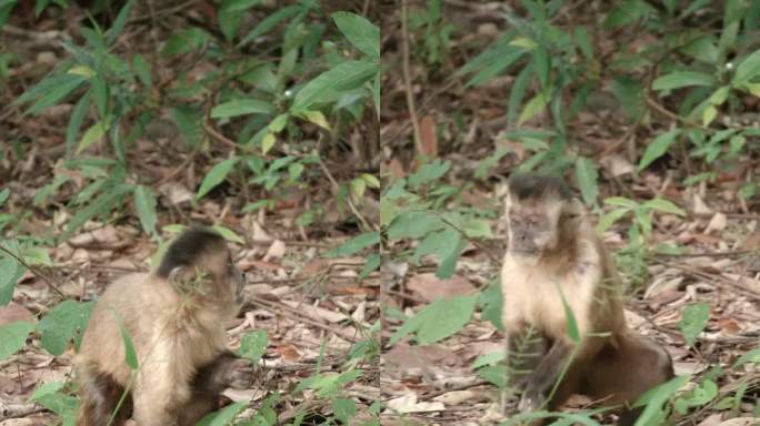 卷尾猴在地上吃种子的特写镜头