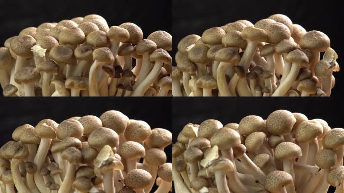 褐山毛榉菇、褐山毛榉菇、褐蛤菇菌丝体在木质背景上旋转。可用于意大利面、炒菜和蘑菇酱