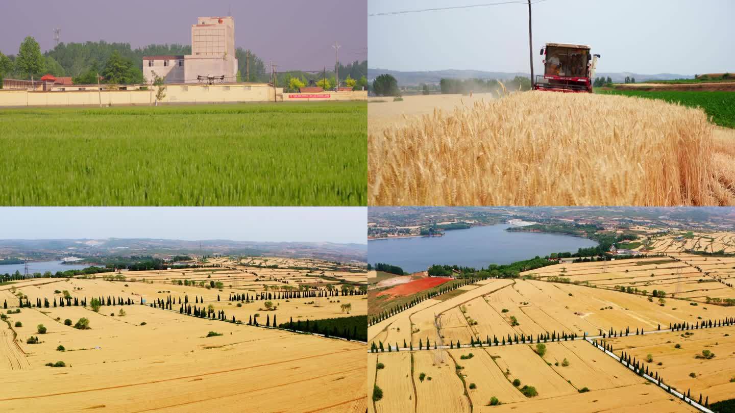 HD小麦全季节沃野千里