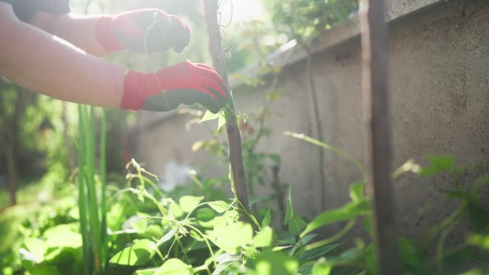 一位老妇人在打理她的花园，种植自家种植的蔬菜