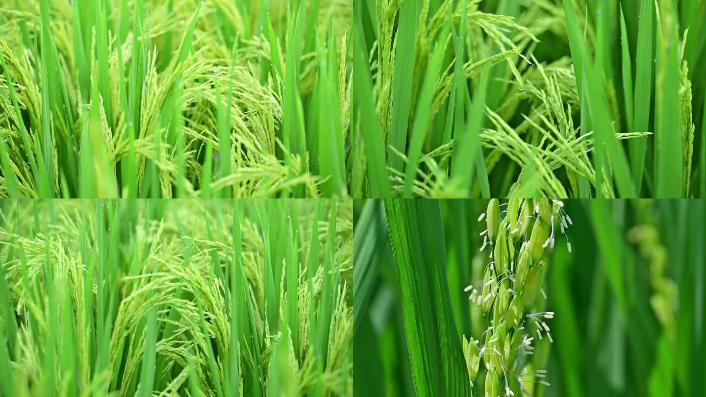 稻谷抽穗杨花稻米秧子谷子水稻开花视频素材