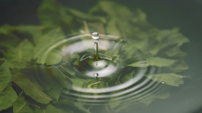 茶叶 泡茶 绿茶 茶水 水滴滴落 升格