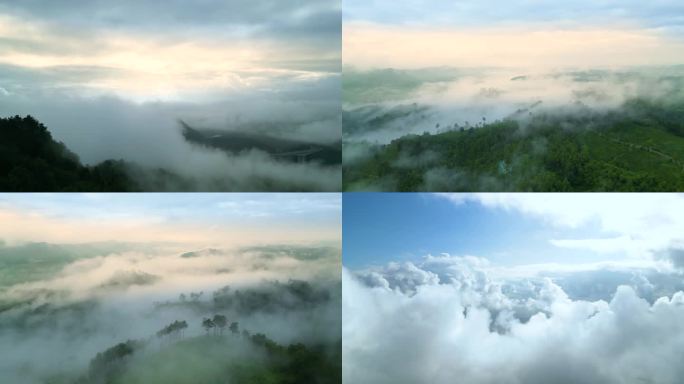 航拍云海茶山清晨阳光云雾缭绕的茶山森林绿