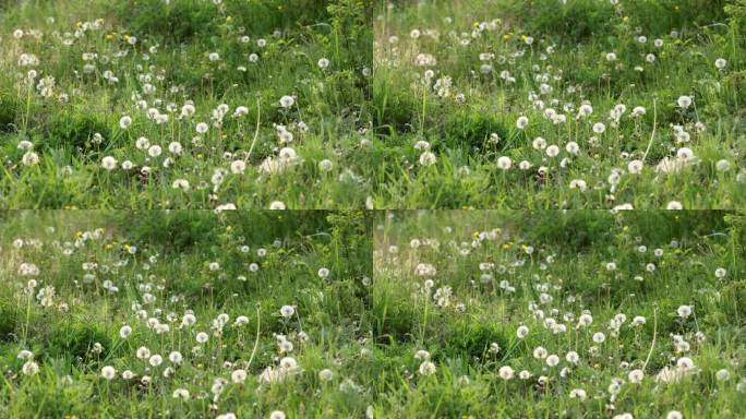 野生植物蒲公英