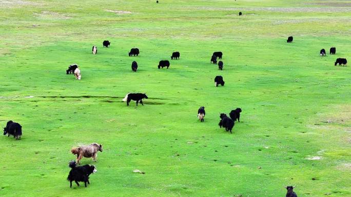 西藏牦牛草原羊群牛群奔跑 草原牛羊成群