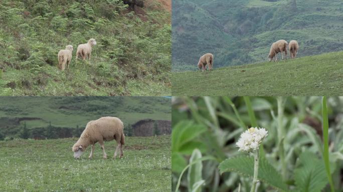 乌蒙大草原高山草甸绵羊吃草放牧