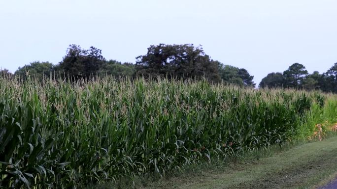 玉米地,马里兰州