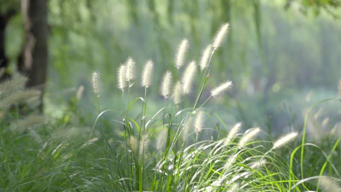 清新夏日树荫公园蝉鸣荷花小景