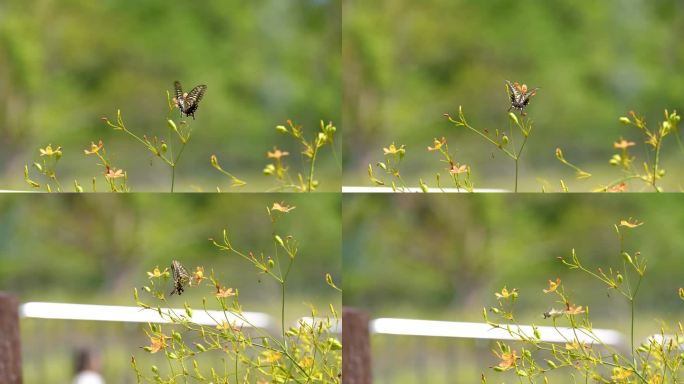 实拍蝴蝶在花丛中飞舞彩蝶飞舞4k视频素材