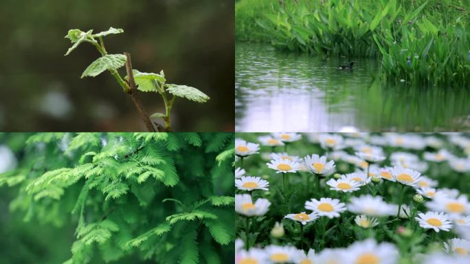 白鹭雨水立春处暑二十四节气延时生长展叶