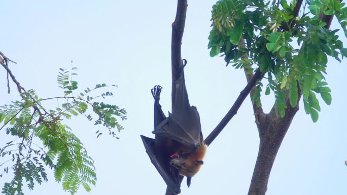 蝙蝠在树上打哈欠