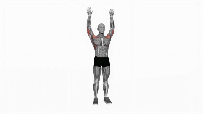 肌肉男运动的动画，举臂健身