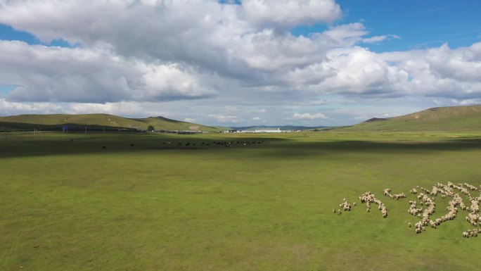 内蒙古草原牛羊成群