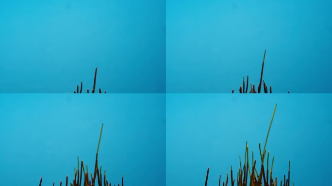 大麦草生长的4K延时摄影。生长中的绿草在黑色背景上的延时拍摄。发芽的种子在春天发芽。大麦生长的特写镜