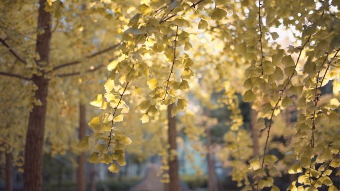 秋天阳光下的黄色银杏叶空镜