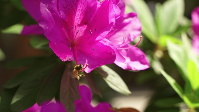 蜜蜂在杜鹃花上采蜜飞舞