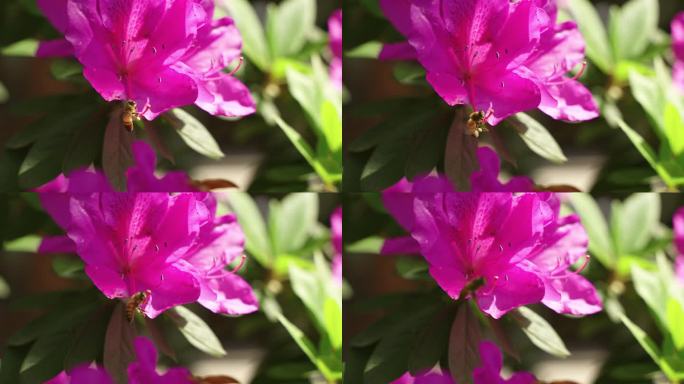 蜜蜂在杜鹃花上采蜜飞舞