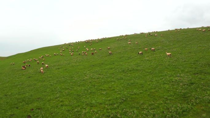 青海湖旁草原牛羊穿越机4K
