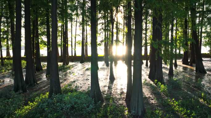 4k阳光下的森林唯美阳光森林树叶逆光水杉