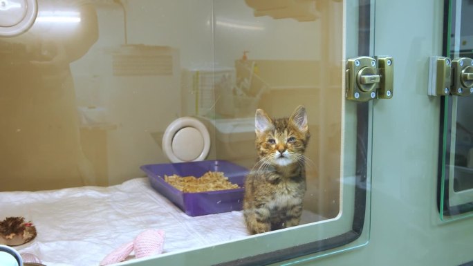一只生病的流浪小猫坐在传染病医院的箱子里。一只患有病毒性结膜炎的小猫正在兽医诊所接受治疗。生病小猫的