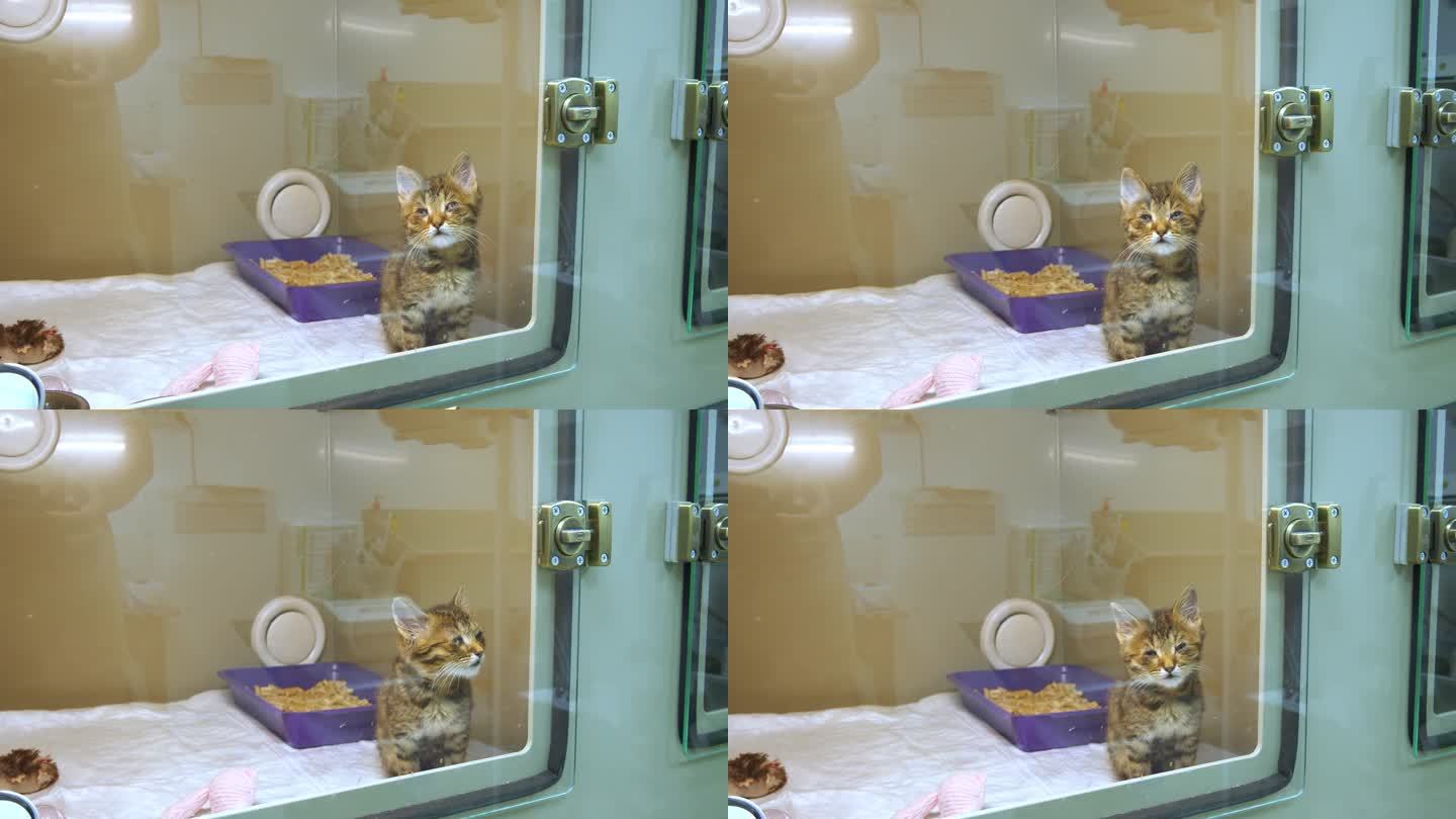 一只生病的流浪小猫坐在传染病医院的箱子里。一只患有病毒性结膜炎的小猫正在兽医诊所接受治疗。生病小猫的