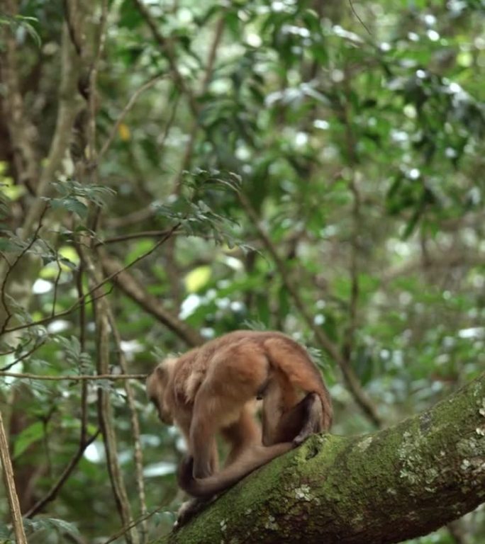 卷尾猴在树上抓挠和爬行