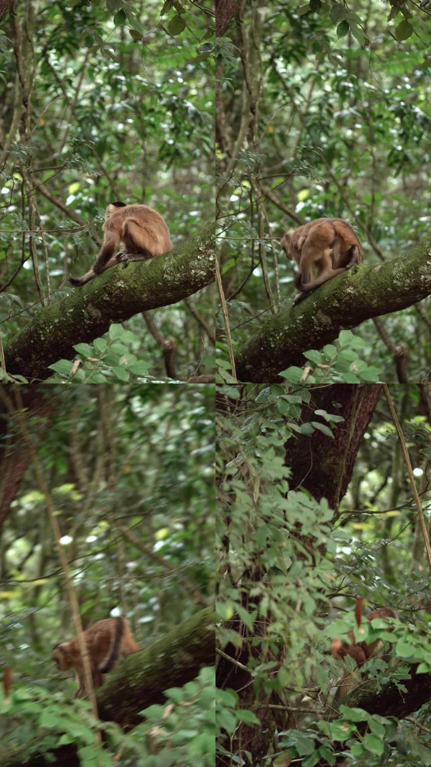 卷尾猴在树上抓挠和爬行