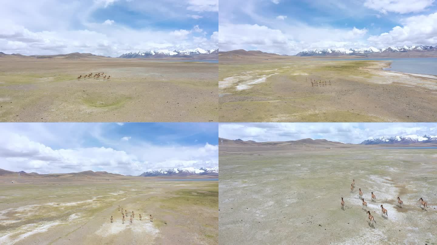 西藏羌塘无人区 臧野驴 国家一级保护动物