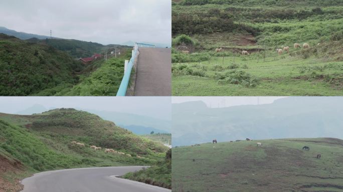 乌蒙大草原高山草甸绵羊吃草放牧