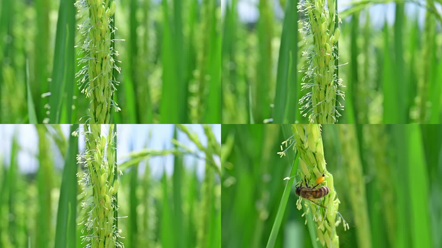 稻谷抽穗杨花稻米秧子谷子水稻开花视频素材