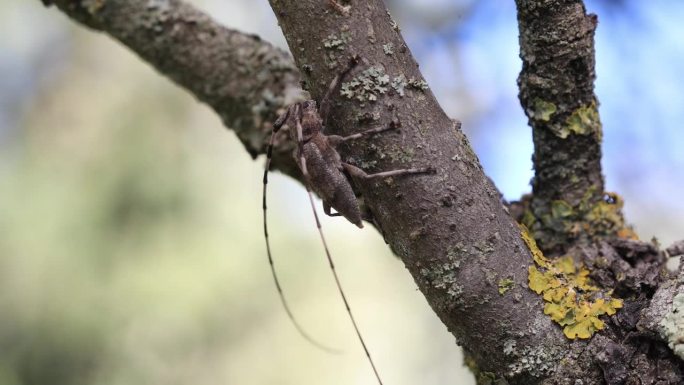 棘棘虫-木甲虫