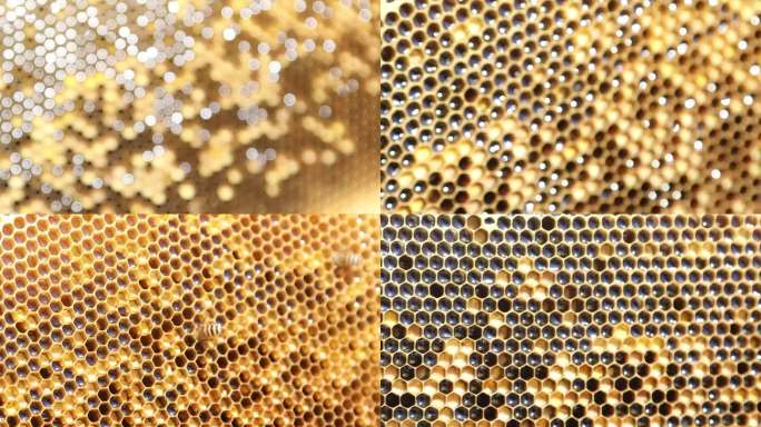 蜂巢 蜂蜜 蜂蜜