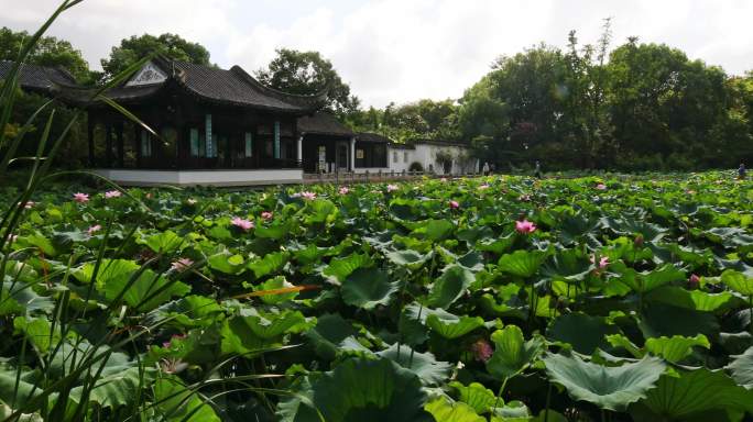 虎丘夏季风光