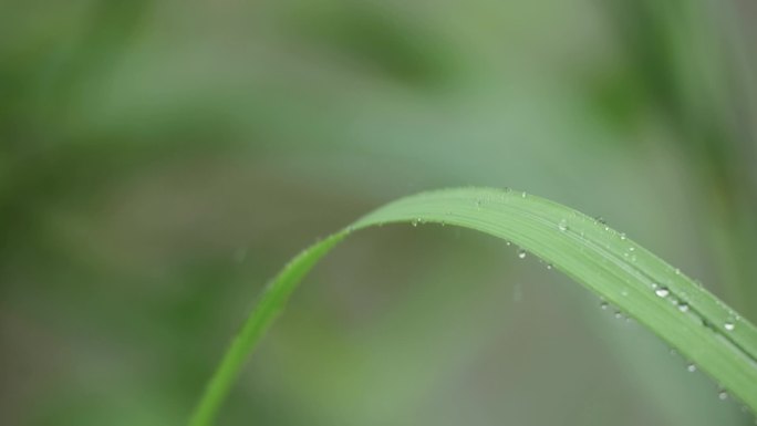 水滴露珠植物