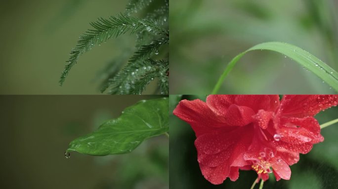 水滴露珠植物