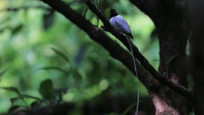 森林里的-绶带鸟