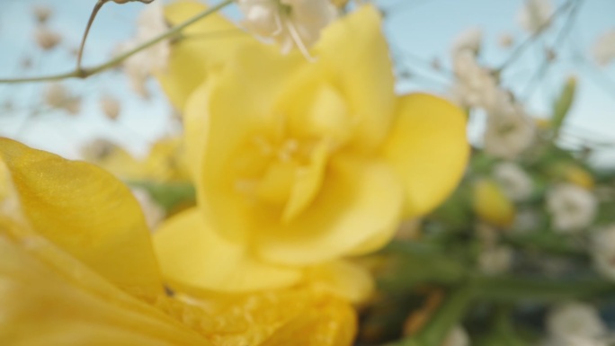 黄色的小苍兰花和白色的吉思兰花在一起。在蓝天背景下，微距变焦