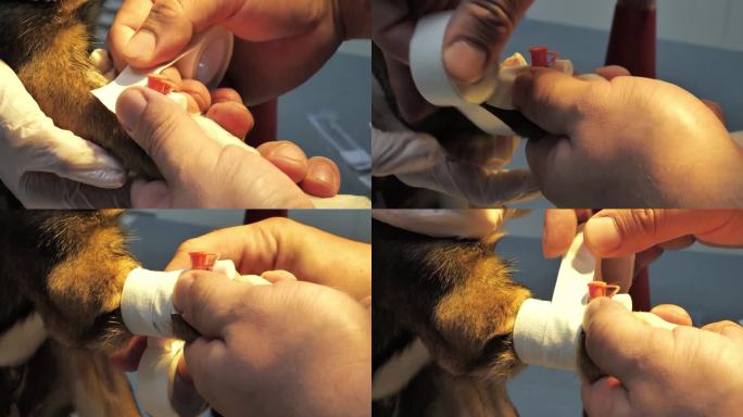 兽医用创可贴把静脉导管固定在狗的爪子上。兽医诊所里，一只生病的狗正在用静脉导管进行输液治疗。动物治疗