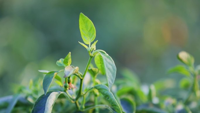 嫩芽绿叶生长自然风光清新植物空镜绿色春天