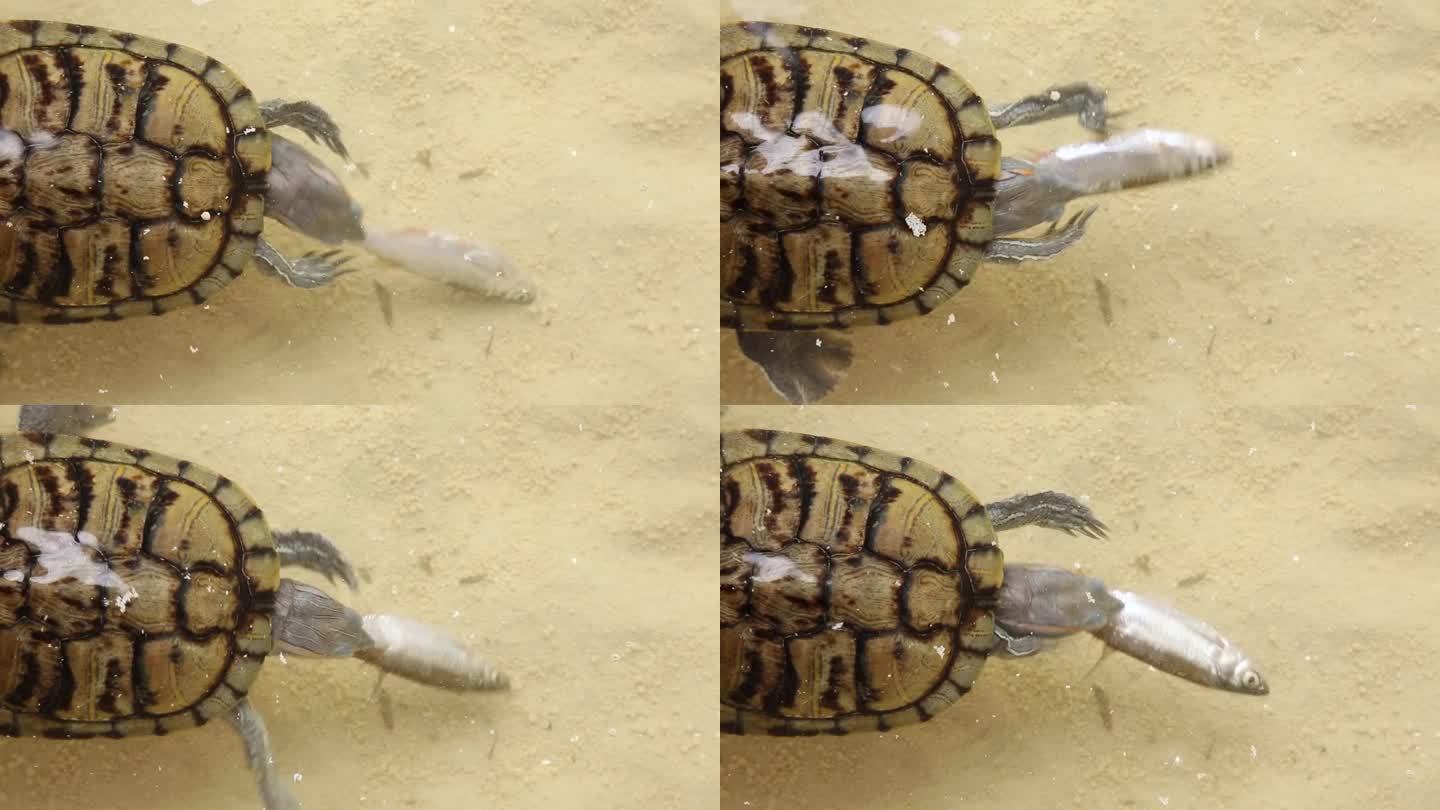 一个人用手把鱼喂给一只凶猛的食肉龟。