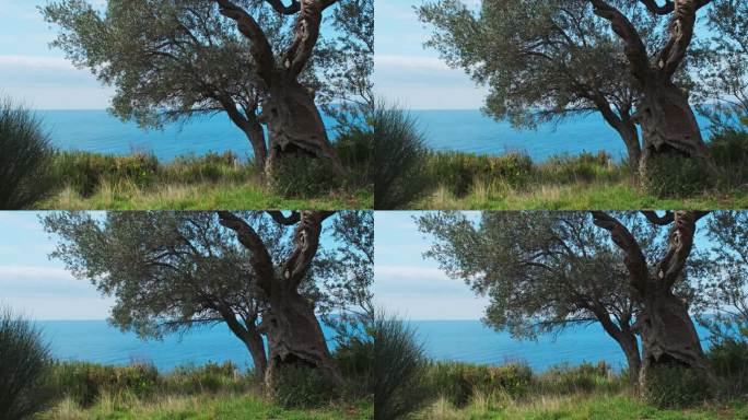 背景是橄榄树和蓝色的大海